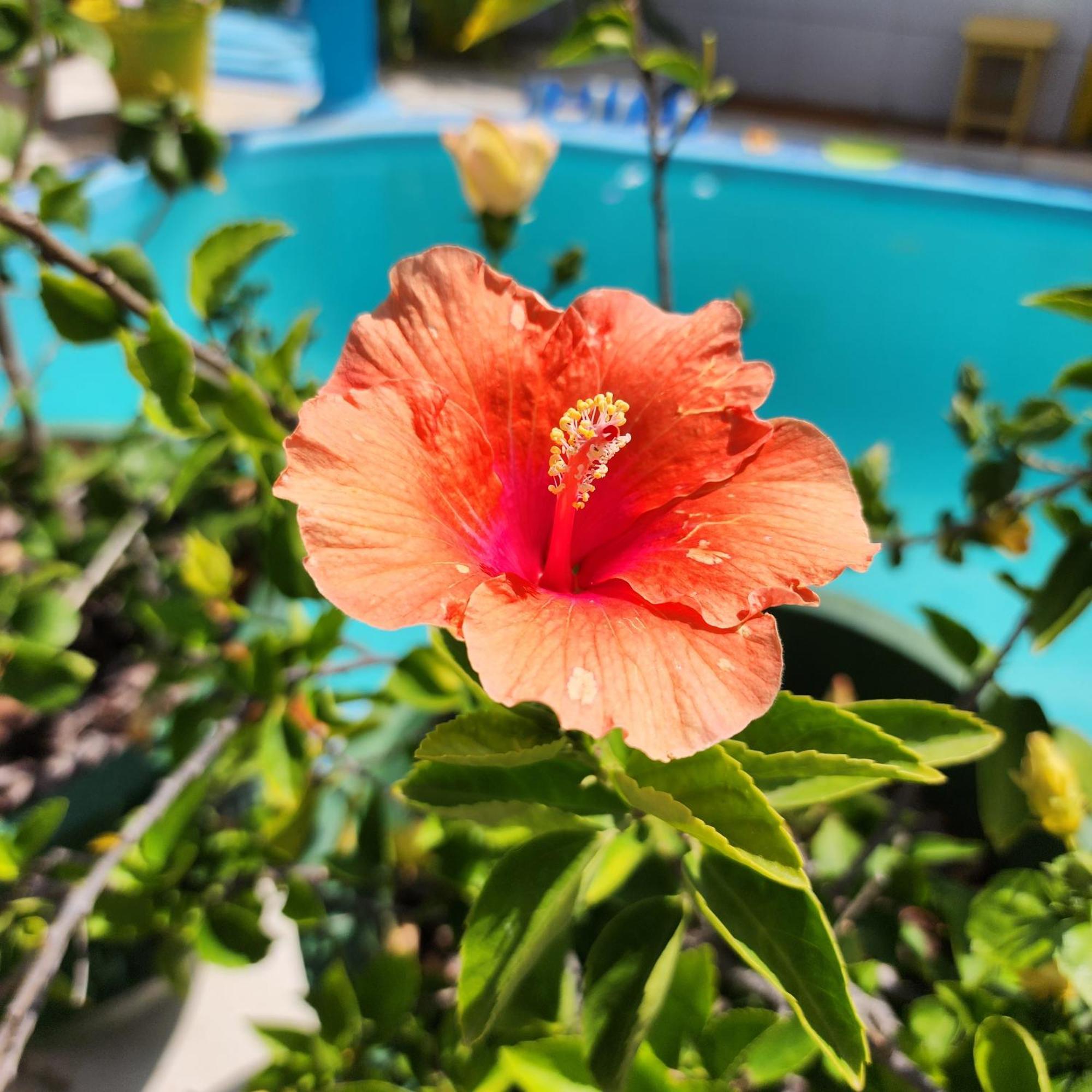 Mandala Dreams Pousada E Portal Holistico Maceió Kültér fotó
